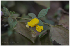 Dunbaria heynei